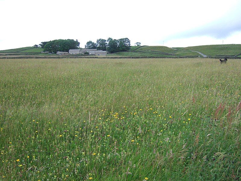 File:Hannah's meadow, Baldersdale.JPG