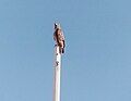 Hawk on pole