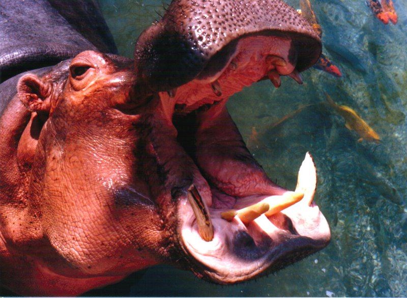 File:Hippo mouth1.jpg