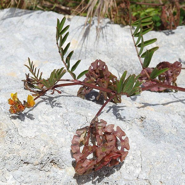 File:Hippocrepis multisiliquosa RF.jpg