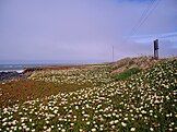 Iceplant refugees along the California Coast