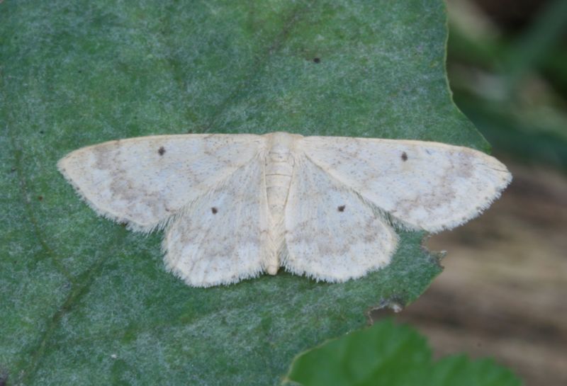 File:Idaea biselata-01 (xndr).jpg