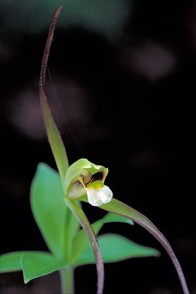 File:Isotria verticillata USFWS-1.jpg