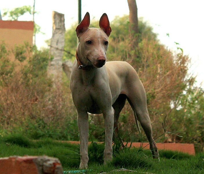 File:Jonangi Pup Shakthi.jpg