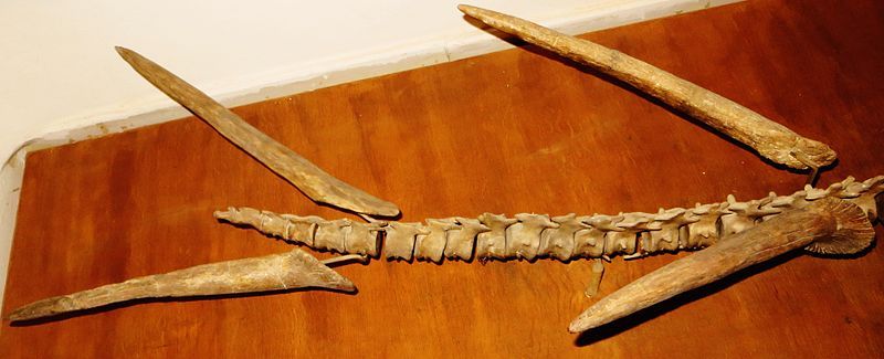 File:Kentrosaurus thagomizer.JPG