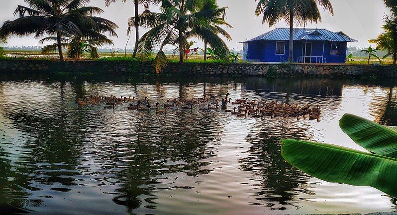 File:Kuttanad beauty.jpg