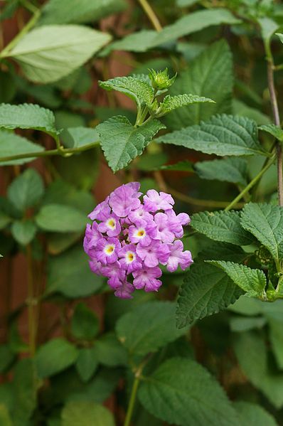 File:Lantana montevidensis 01.JPG