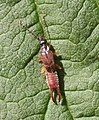 A small, brown earwig on a leaf.