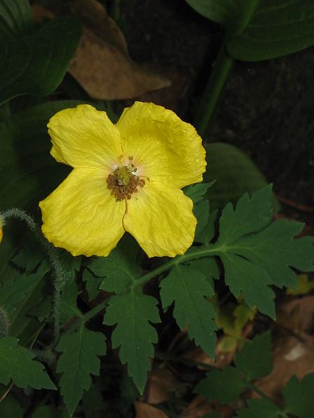 File:Meconopsis cambrica05.jpg