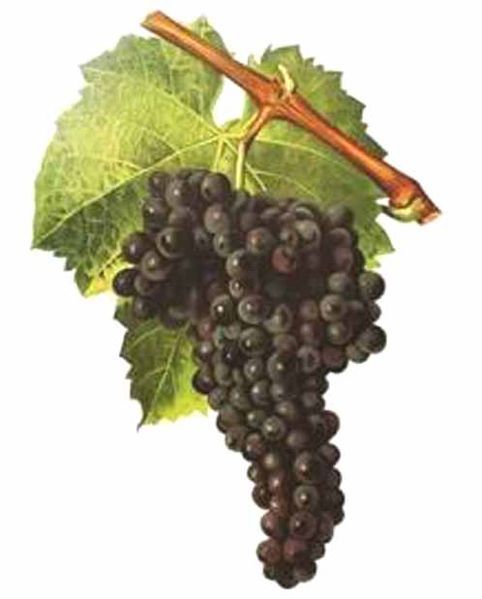 File:Mourvèdre.jpg