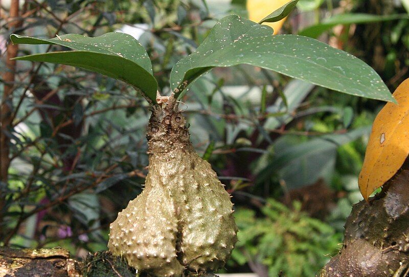 File:Myrmecodia echinata 01.jpg