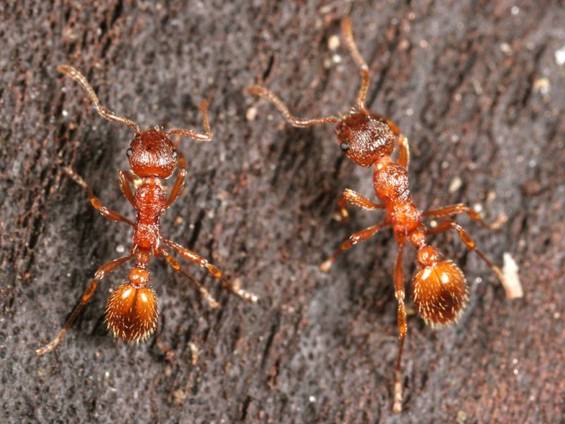 File:Myrmica-rubra-workers.jpg