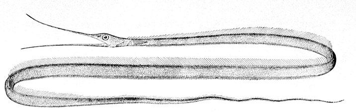 Slender snipe eel