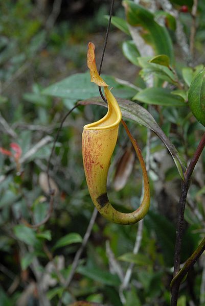 File:Nepenthes maxima Anggi5.jpg