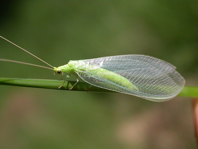 File:Nineta vittata (2320287595).jpg