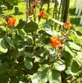 Orange roses, France.