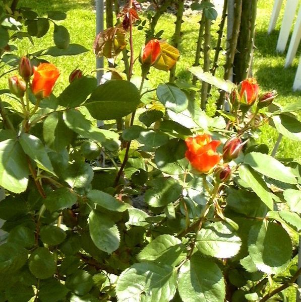 File:Orange roses, France.jpg