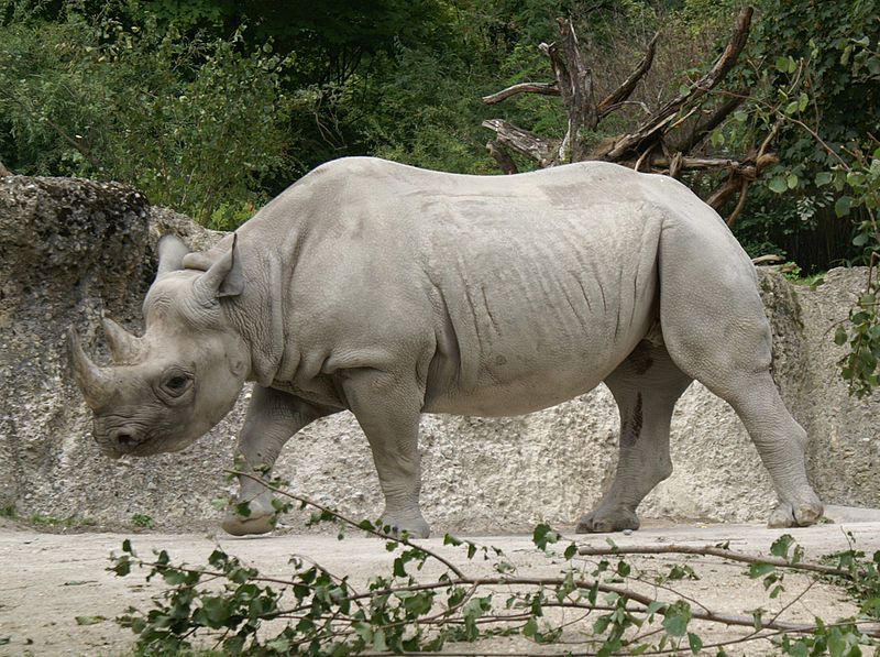 File:Ostafrikanisches Spitzmaulnashorn.JPG