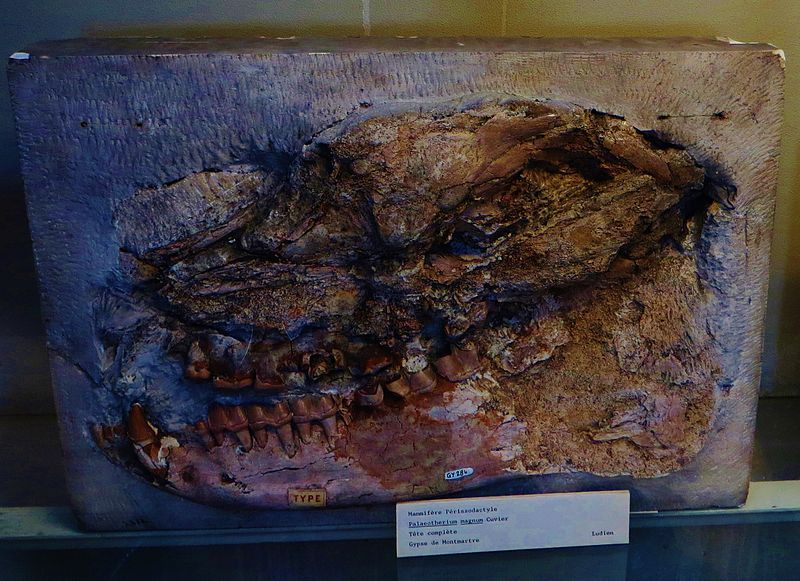 File:Palaeotherium magnum skull.JPG