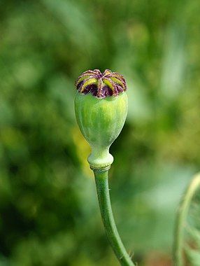 Opium poppy