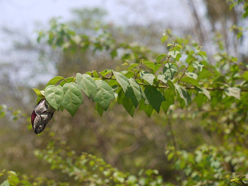 File:Parrot's Beak (4591998647).jpg