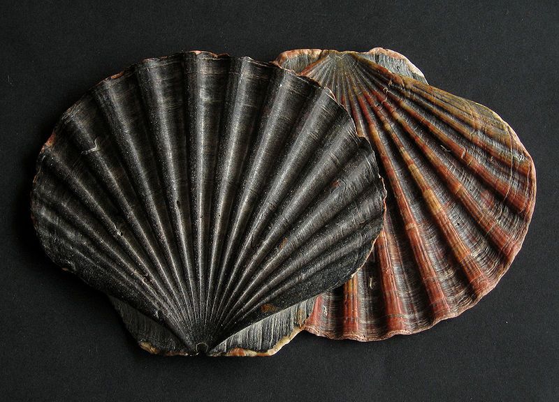 File:Pecten maximus Pilgermuschel.jpg