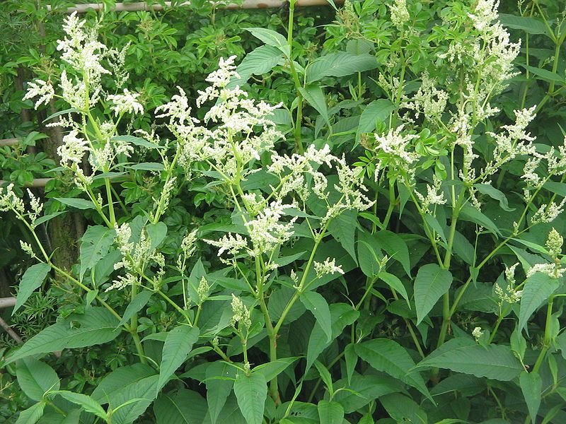 File:Persicaria wallichii01.jpg