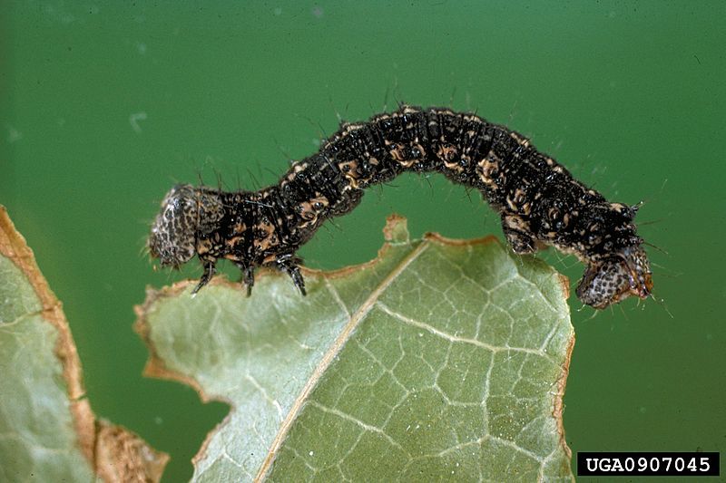 File:Phigalia titea larva.jpg