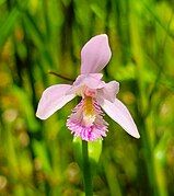 Pogonia ophioglossoides