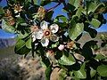 Desert apricot Prunus fremontii