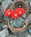 Rebutia krainziana