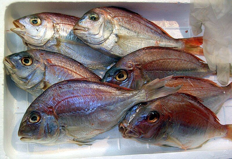 File:Red sea bream.jpg