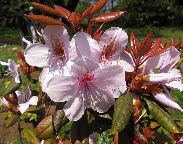 File:Rhododendron latoucheae 1.JPG