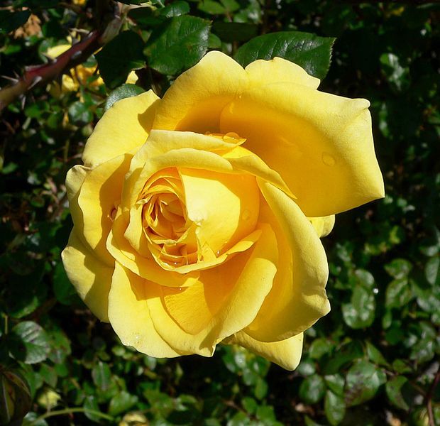 File:Rosa Sunbonnet 1.jpg