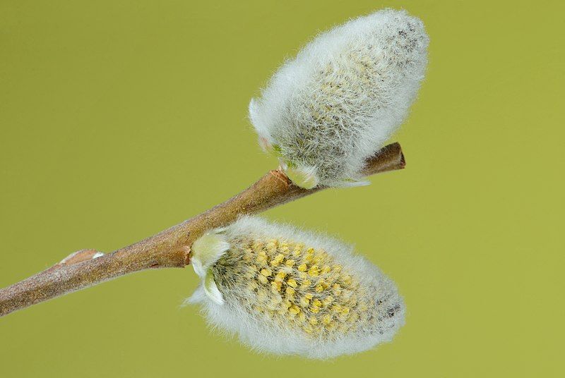 File:Salix caprea 03.jpg