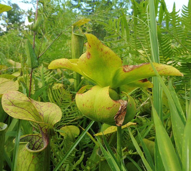 File:Sarracenia oreophila.jpg