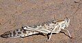 Solitary adult of the desert locust (photo Michel Lecoq)