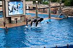 Orcas perform at Shamu Stadium at SeaWorld in Orlando, Florida.