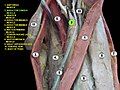 Adductor longus muscle