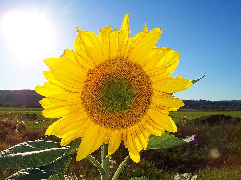 File:Sonnenblume.jpg