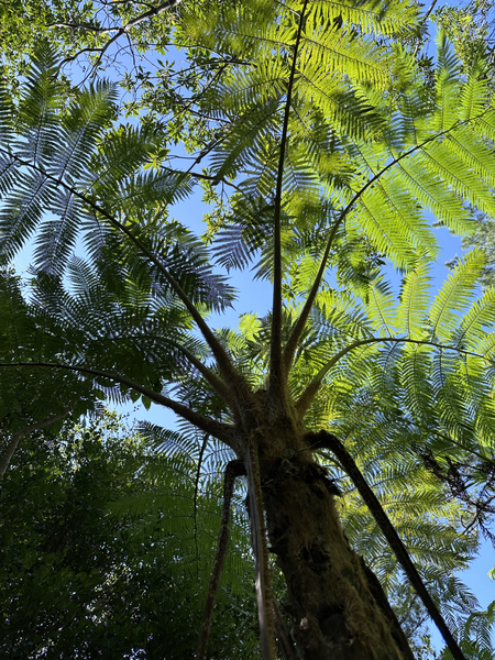 File:Sphaeropteris lepifera crown.png