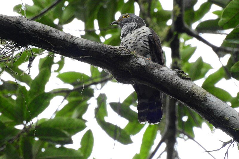 File:Sulawesi cuckoo.jpg