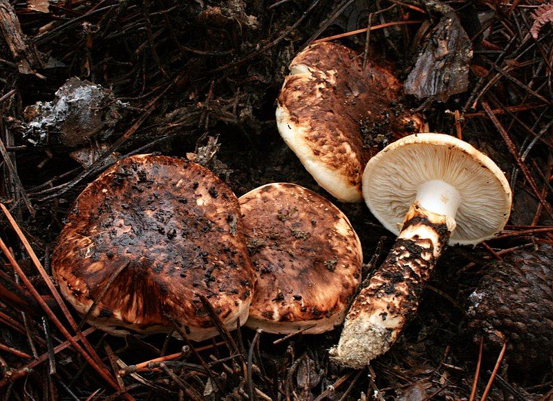 File:Tricholoma caligatum 1.jpg