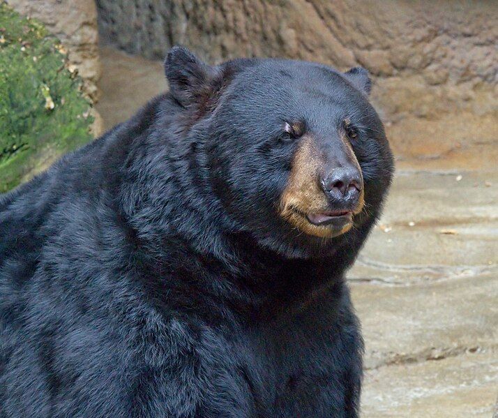 File:Ursus americanusDetail.jpg