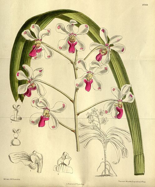 File:Vanda luzonica 143-8709.jpg