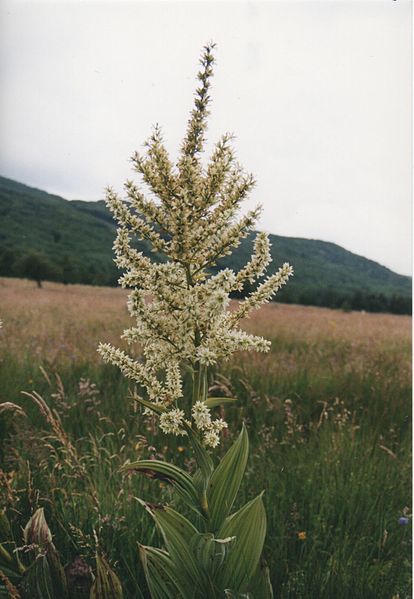 File:Veratrum album Lozère.jpg