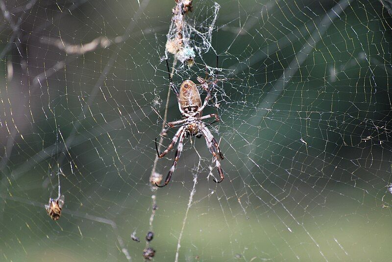 File:Wahgunyah Spider.JPG