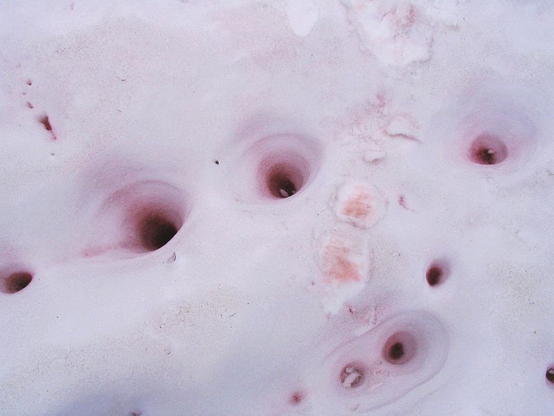 File:Watermelon snow pits.jpg