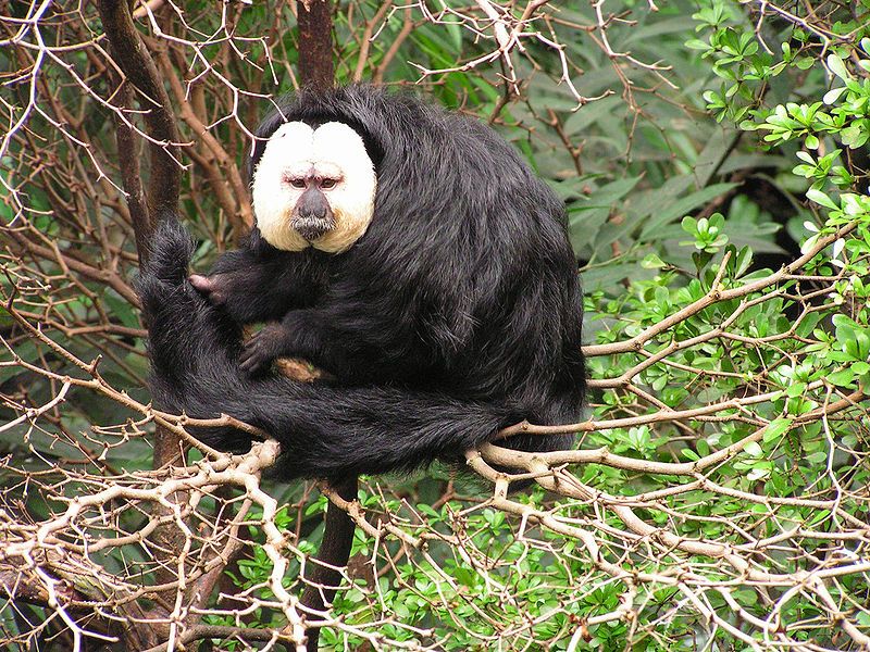 File:White-faced Saki 2008-07.jpg