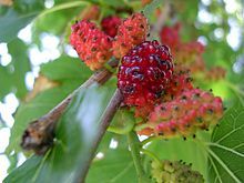 Mulberry fruits